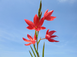 Spaltgriffel rot - Schizostylis coccinea